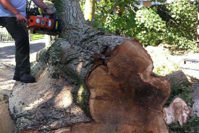 Wameldinge bomen rooien